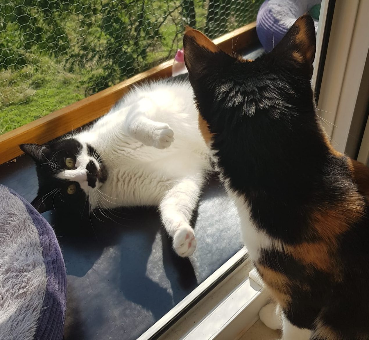 Pollux und Lyra auf dem Katzenbalkon